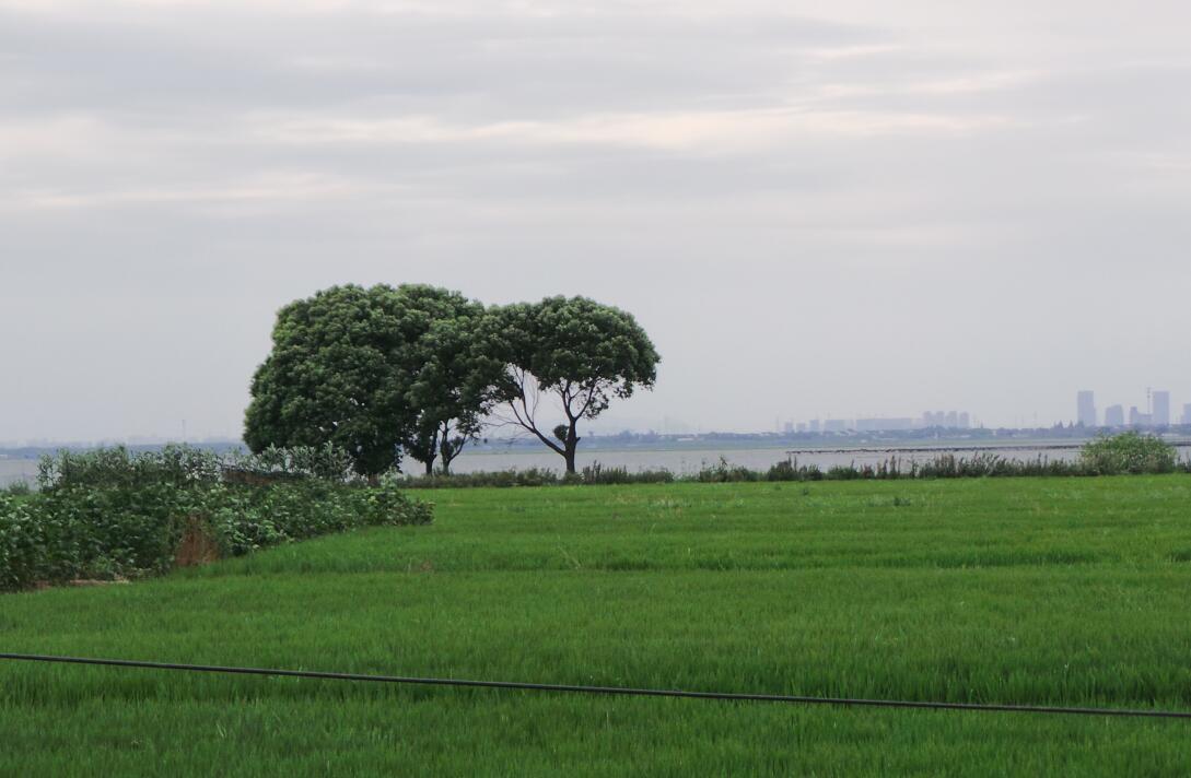 钻石地毯莲花岛稻田