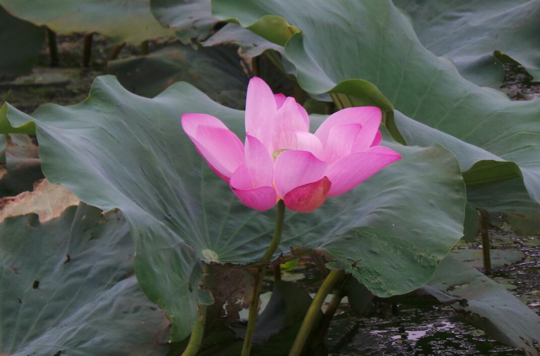 钻石地毯莲花岛荷花